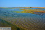 Pedino bij Nea Koutali Limnos (Lemnos) | Foto 8 - Foto van De Griekse Gids