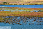 Pedino bij Nea Koutali Limnos (Lemnos) | Foto 11 - Foto van De Griekse Gids