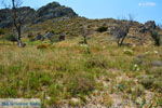 Stranden Thanos Limnos (Lemnos) | Griekenland foto 28 - Foto van De Griekse Gids