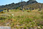 Stranden Thanos Limnos (Lemnos) | Griekenland foto 29 - Foto van De Griekse Gids