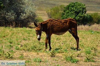 Ifestia Limnos (Lemnos) | Griekenland  | Foto 32 - Foto van https://www.grieksegids.nl/fotos/limnos/lemnos2/normaal/ifestia-limnos-032.jpg