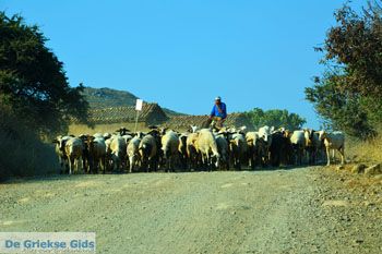 Bij Gomati en woestijn Amothines Katalakos Limnos (Lemnos) foto 37 - Foto van https://www.grieksegids.nl/fotos/limnos/lemnos2/normaal/katalakos-amothines-limnos-089.jpg
