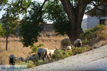 Bij Gomati en woestijn Amothines Katalakos Limnos (Lemnos) foto 40 - Foto van https://www.grieksegids.nl/fotos/limnos/lemnos2/normaal/katalakos-amothines-limnos-092.jpg
