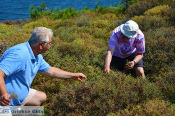 Kavirio Limnos (Lemnos) | Griekenland foto 7 - Foto van https://www.grieksegids.nl/fotos/limnos/lemnos2/normaal/kavirio-limnos-007.jpg