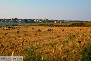 Moudros Limnos (Lemnos) | Griekenland foto 23 - Foto van https://www.grieksegids.nl/fotos/limnos/lemnos2/normaal/moudros-limnos-023.jpg