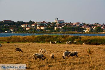 Moudros Limnos (Lemnos) | Griekenland foto 25 - Foto van https://www.grieksegids.nl/fotos/limnos/lemnos2/normaal/moudros-limnos-025.jpg