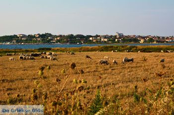 Moudros Limnos (Lemnos) | Griekenland foto 26 - Foto van https://www.grieksegids.nl/fotos/limnos/lemnos2/normaal/moudros-limnos-026.jpg