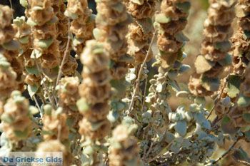 Myrina Limnos (Lemnos) | Griekenland foto 107 - Foto van https://www.grieksegids.nl/fotos/limnos/lemnos2/normaal/myrina-limnos-107.jpg