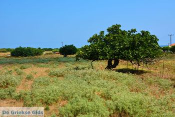Panagia Limnos (Lemnos) | Griekenland foto 7 - Foto van https://www.grieksegids.nl/fotos/limnos/lemnos2/normaal/panagia-limnos-007.jpg