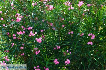 Panagia Limnos (Lemnos) | Griekenland foto 8 - Foto van https://www.grieksegids.nl/fotos/limnos/lemnos2/normaal/panagia-limnos-008.jpg