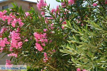 Panagia Limnos (Lemnos) | Griekenland foto 17 - Foto van https://www.grieksegids.nl/fotos/limnos/lemnos2/normaal/panagia-limnos-017.jpg