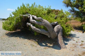 Poliochni Limnos (Lemnos) | Griekenland | Foto 32 - Foto van https://www.grieksegids.nl/fotos/limnos/lemnos2/normaal/poliochni-limnos-032.jpg
