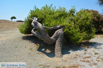 Poliochni Limnos (Lemnos) | Griekenland | Foto 33 - Foto van https://www.grieksegids.nl/fotos/limnos/lemnos2/normaal/poliochni-limnos-033.jpg