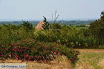 GriechenlandWeb.de Agios Arsenios Naxos - Foto GriechenlandWeb.de