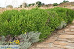 GriechenlandWeb.de Ano Sangri Naxos - Kykladen Griechenland- nr 30 - Foto GriechenlandWeb.de