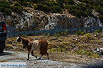 GriechenlandWeb Kalantos Naxos - Kykladen Griechenland- nr 1 - Foto GriechenlandWeb.de