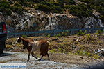 Kalantos Naxos - Cycladen Griekenland- nr 1 - Foto van De Griekse Gids