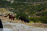 Kalantos Naxos - Cycladen Griekenland- nr 3 - Foto van De Griekse Gids