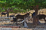 Kalantos Naxos - Cycladen Griekenland- nr 14 - Foto van De Griekse Gids