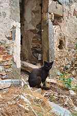 Kato Sangri Naxos - Kykladen Griechenland- nr 44 - Foto GriechenlandWeb.de