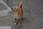 Naxos stad - Cycladen Griekenland - nr 174 - Foto van De Griekse Gids