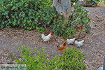 Foto Naxos Kykladen GriechenlandWeb - Foto GriechenlandWeb.de