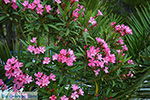 Foto Naxos Kykladen GriechenlandWeb - Foto GriechenlandWeb.de
