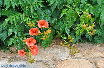 Ano Sangri Naxos - Cycladen Griekenland- nr 31 - Foto van https://www.grieksegids.nl/fotos/naxos/normaal/ano-sangri-naxos-031.jpg