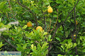 Apollonas Naxos - Cycladen Griekenland- nr 35 - Foto van https://www.grieksegids.nl/fotos/naxos/normaal/apollonas-naxos-035.jpg