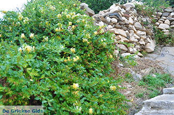Apollonas Naxos - Cycladen Griekenland- nr 49 - Foto van https://www.grieksegids.nl/fotos/naxos/normaal/apollonas-naxos-049.jpg