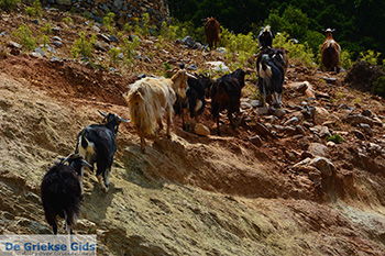 Kalantos Naxos - Cycladen Griekenland- nr 6 - Foto van https://www.grieksegids.nl/fotos/naxos/normaal/kalantos-naxos-006.jpg