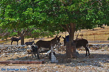 Kalantos Naxos - Cycladen Griekenland- nr 13 - Foto van https://www.grieksegids.nl/fotos/naxos/normaal/kalantos-naxos-013.jpg