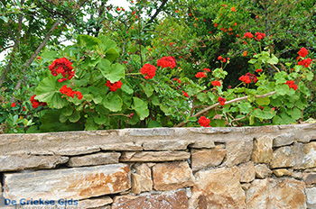 Kato Sangri Naxos - Cycladen Griekenland- nr 20 - Foto van https://www.grieksegids.nl/fotos/naxos/normaal/kato-sangri-naxos-020.jpg