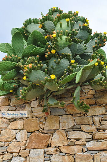 Kato Sangri Naxos - Cycladen Griekenland- nr 50 - Foto van https://www.grieksegids.nl/fotos/naxos/normaal/kato-sangri-naxos-050.jpg