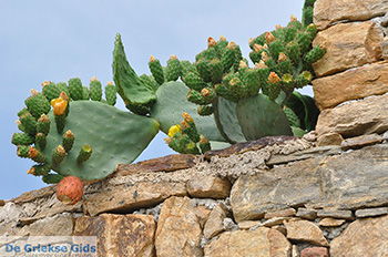 Kato Sangri Naxos - Cycladen Griekenland- nr 51 - Foto van https://www.grieksegids.nl/fotos/naxos/normaal/kato-sangri-naxos-051.jpg