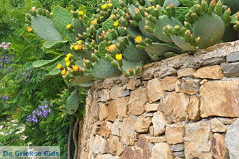 Kato Sangri Naxos - Cycladen Griekenland- nr 52 - Foto van https://www.grieksegids.nl/fotos/naxos/normaal/kato-sangri-naxos-052.jpg