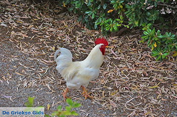 Potamia Naxos - Cycladen Griekenland - nr 17 - Foto van https://www.grieksegids.nl/fotos/naxos/normaal/potamia-naxos-017.jpg