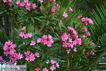 Potamia Naxos - Cycladen Griekenland - nr 25 - Foto van https://www.grieksegids.nl/fotos/naxos/normaal/potamia-naxos-025.jpg