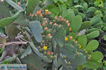 Potamia Naxos - Cycladen Griekenland - nr 64 - Foto van https://www.grieksegids.nl/fotos/naxos/normaal/potamia-naxos-064.jpg