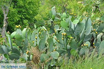 Potamia Naxos - Cycladen Griekenland - nr 85 - Foto van https://www.grieksegids.nl/fotos/naxos/normaal/potamia-naxos-085.jpg