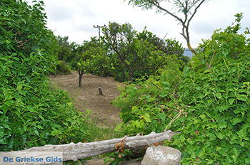 Potamia Naxos - Cycladen Griekenland - nr 95 - Foto van https://www.grieksegids.nl/fotos/naxos/normaal/potamia-naxos-095.jpg