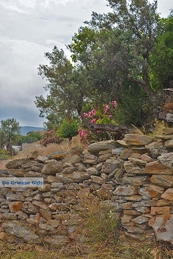 Potamia Naxos - Cycladen Griekenland - nr 104 - Foto van https://www.grieksegids.nl/fotos/naxos/normaal/potamia-naxos-104.jpg