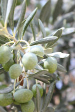 GriechenlandWeb Nemea Korinthe | Peloponessos | Griechenland foto 47 - Foto Marcel Fens