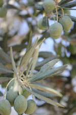 Nemea Korinthe | Peloponessos | Griechenland foto 49 - Foto Marcel Fens