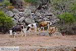 Pali Nisyros - Dodecanese foto 3 - Foto van De Griekse Gids