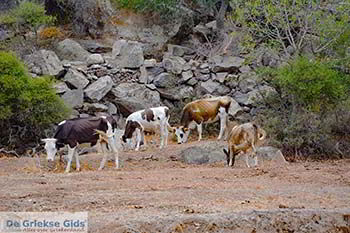 Pali Nisyros - Dodecanese foto 3 - Foto van https://www.grieksegids.nl/fotos/nisyros/350pix/pali-nisyros-003.jpg