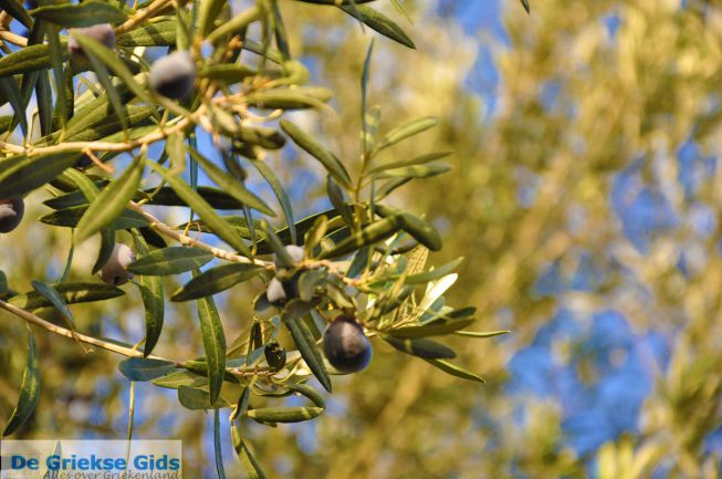 Griekse olijfboom