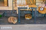 Paxos Paxi Ionische eilandenGriekenland - Foto van De Griekse Gids