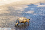 Schildpad bij Kranidi | Argolis Peloponessos | Foto 1 - Foto van De Griekse Gids