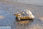 GriechenlandWeb Schildpad Kranidi | Argolis Peloponessos | Foto 2 - Foto GriechenlandWeb.de